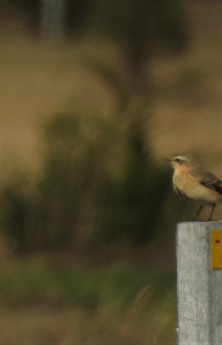 Northern Wheatear - ML120996501