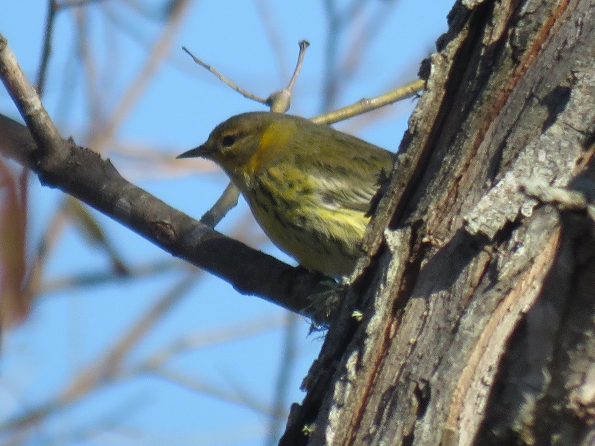 Cape May Warbler - ML120996521