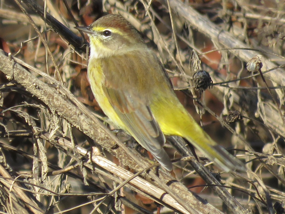 Palm Warbler - ML120996711