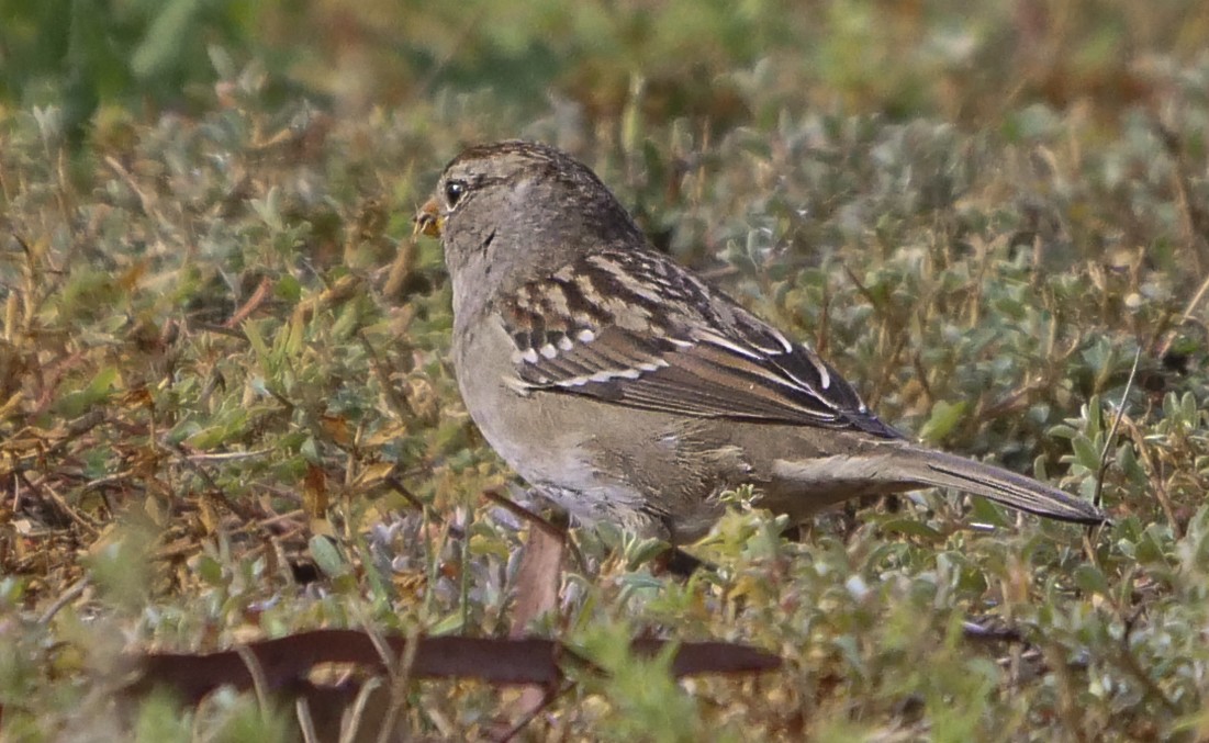 White-crowned Sparrow - Ann Baldwin