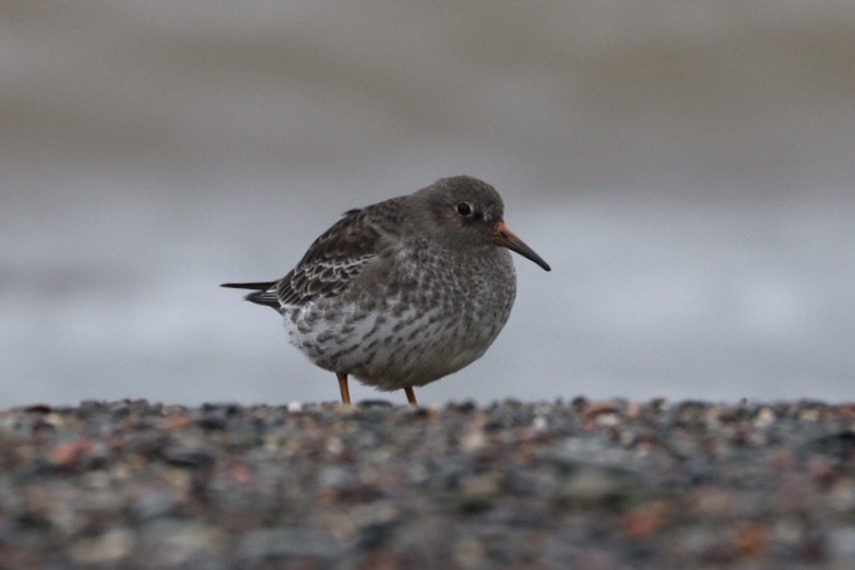 Purple Sandpiper - Ken McKenna