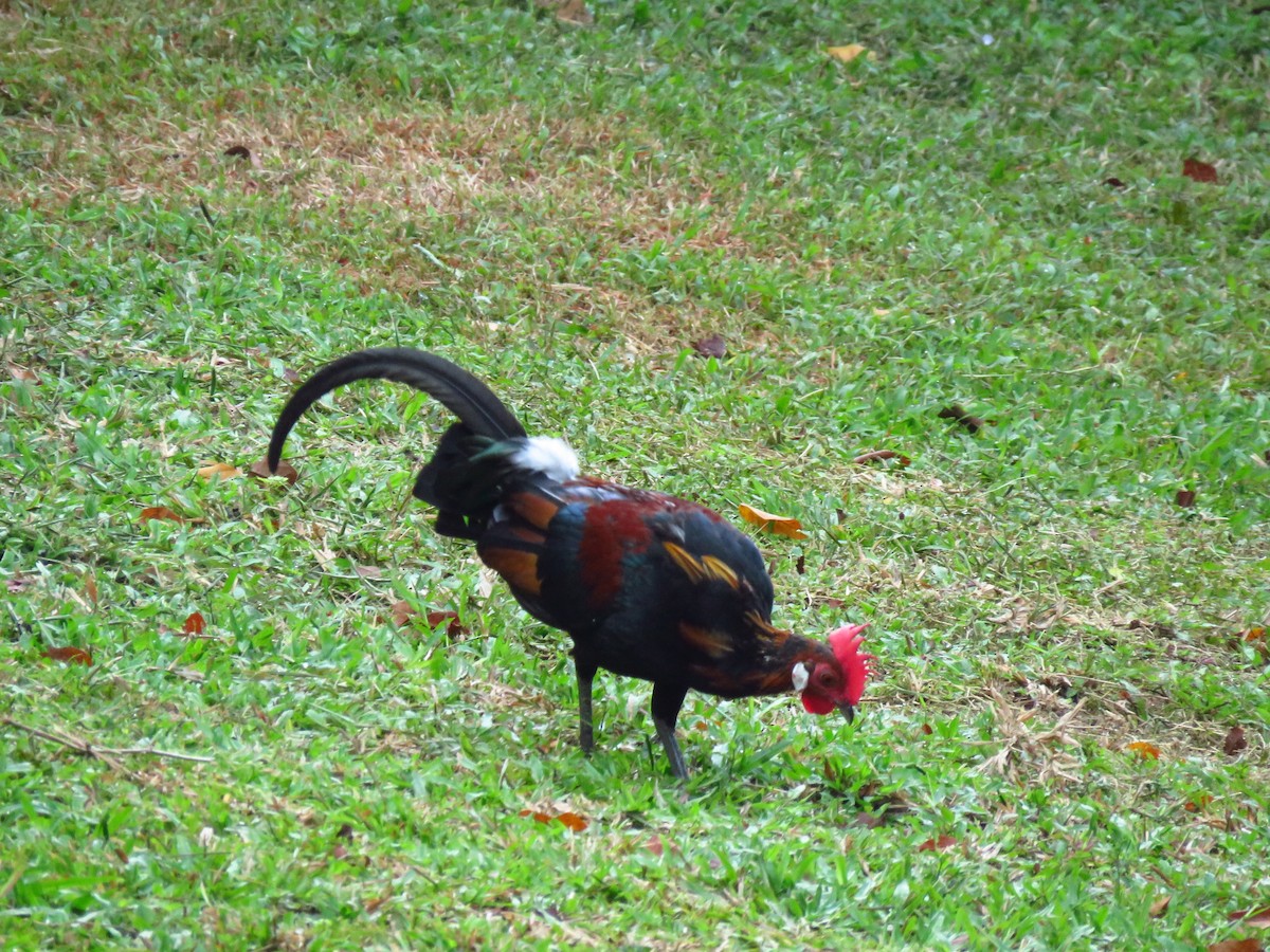 Red Junglefowl - Angela Christine Chua