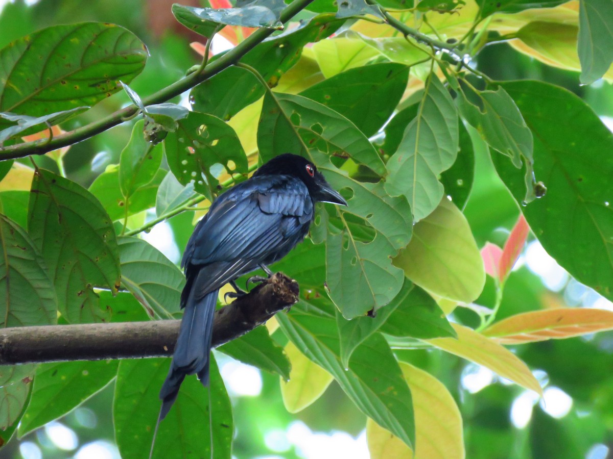 Greater Racket-tailed Drongo - Angela Christine Chua