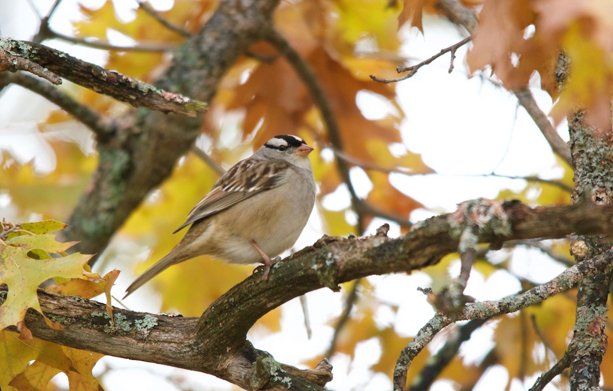 White-crowned Sparrow - Moira Maus