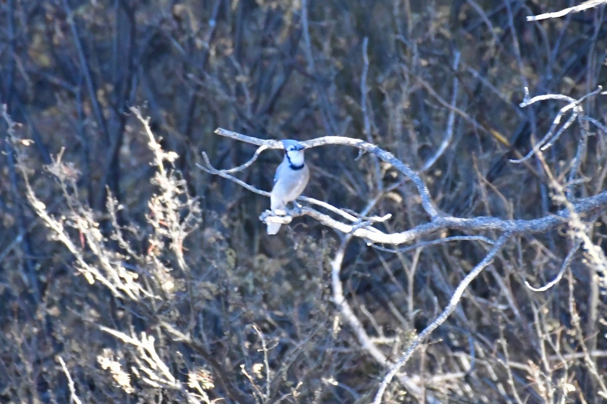 Blue Jay - ML120998781