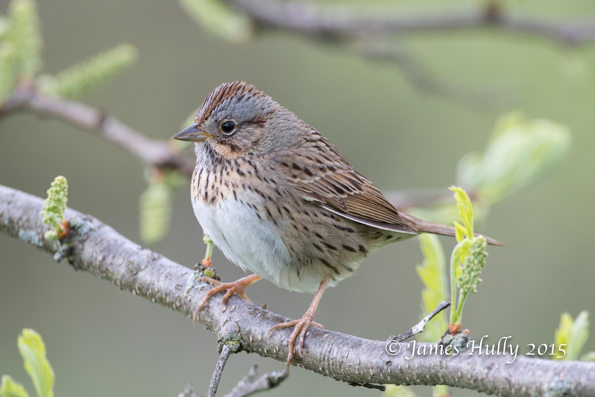 Lincoln's Sparrow - Jim Hully