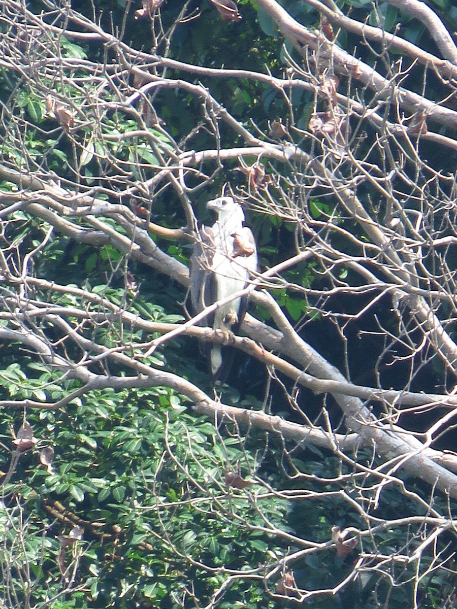 White-bellied Sea-Eagle - Angela Christine Chua