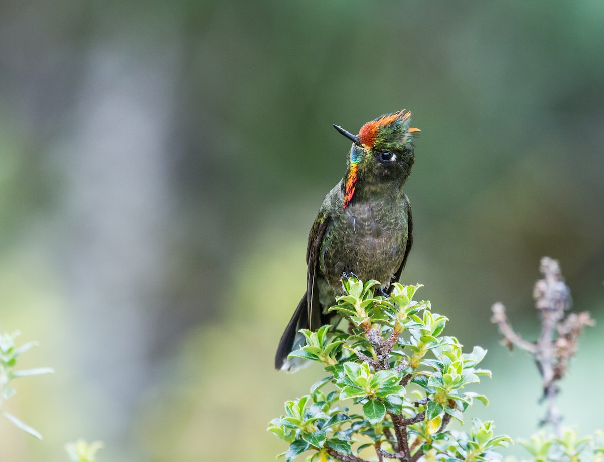 Rainbow-bearded Thornbill - Nick Athanas