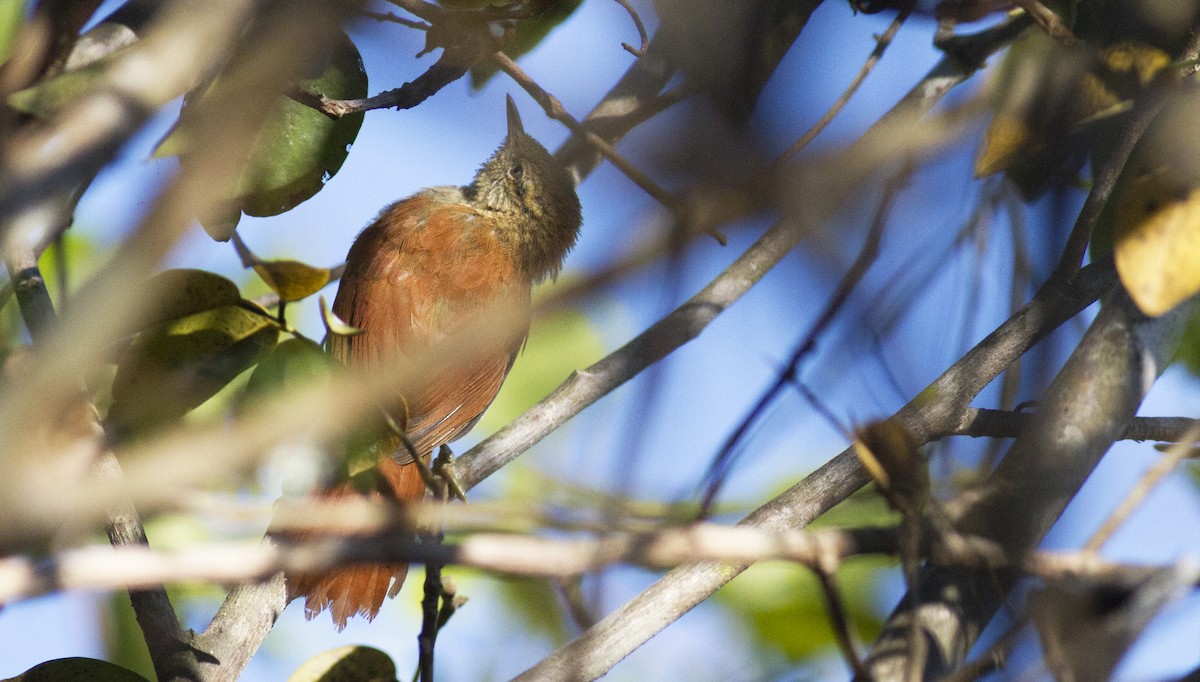 Rusty-backed Spinetail - ML121001981