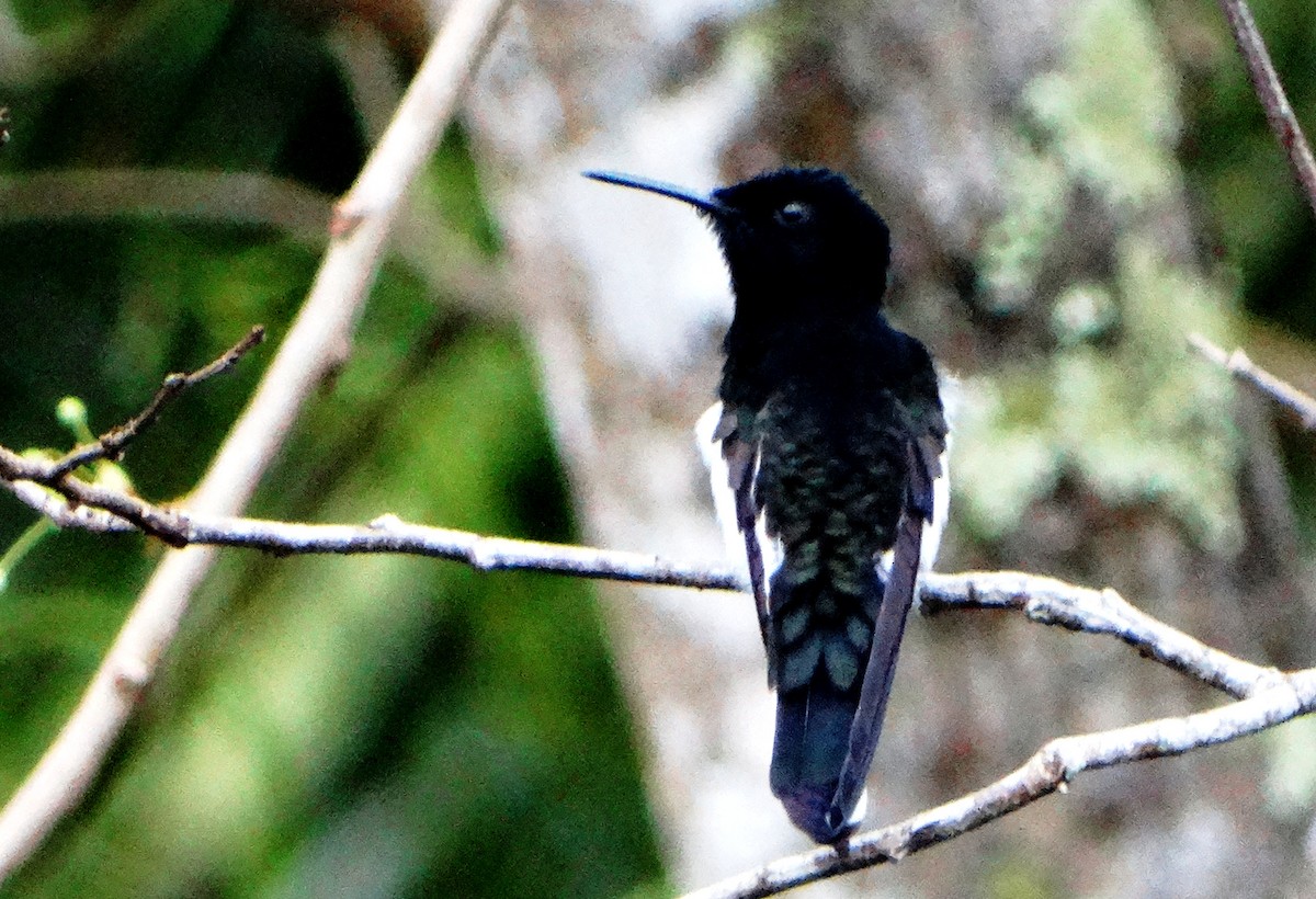 Colibrí Negro - ML121003451