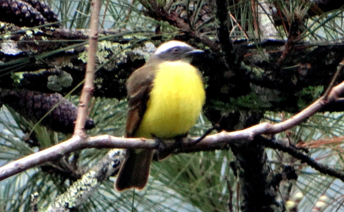 Social Flycatcher - Elizabeth Pierobon