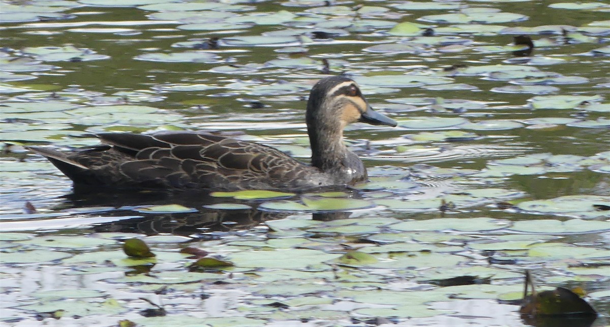 Pacific Black Duck - ML121004191