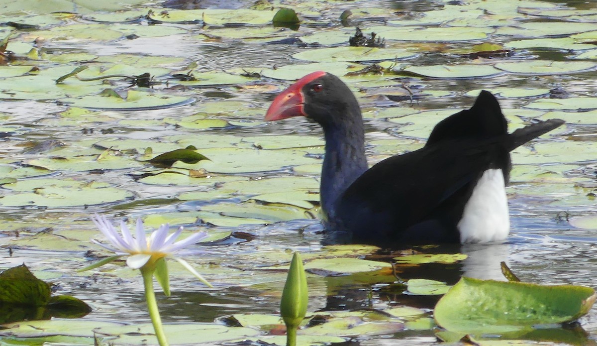 Australasian Swamphen - ML121004571