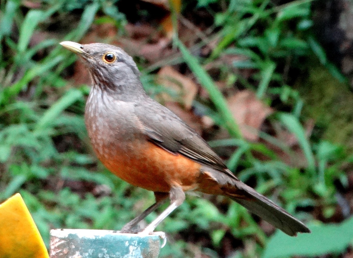 Rufous-bellied Thrush - ML121004881