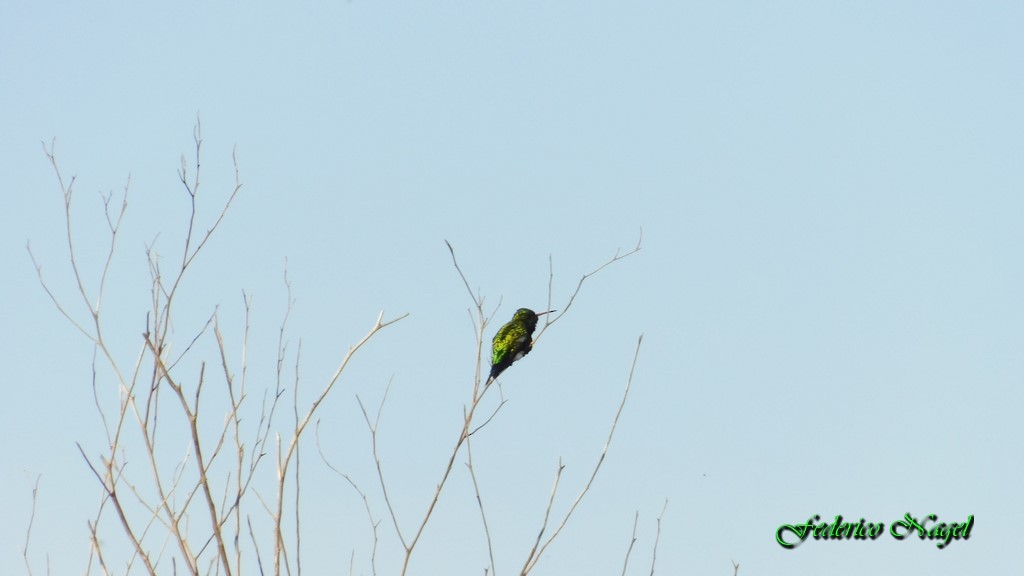 Glittering-bellied Emerald - federico nagel