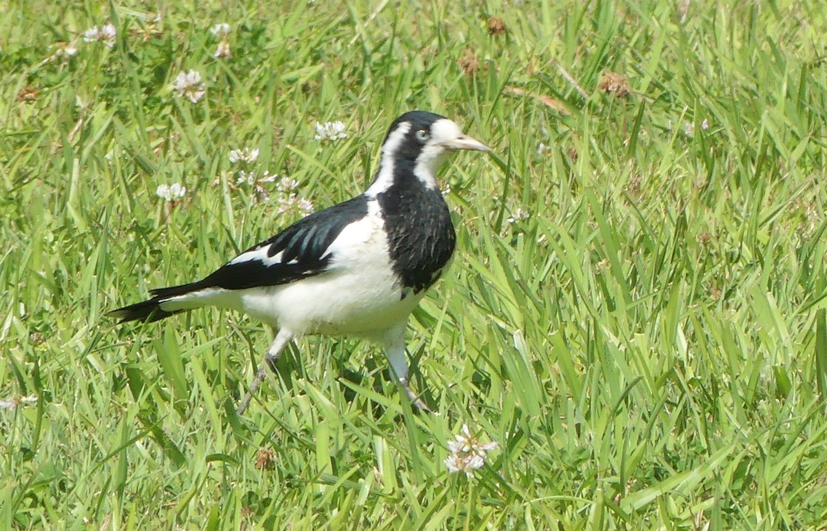 Magpie-lark - ML121005691