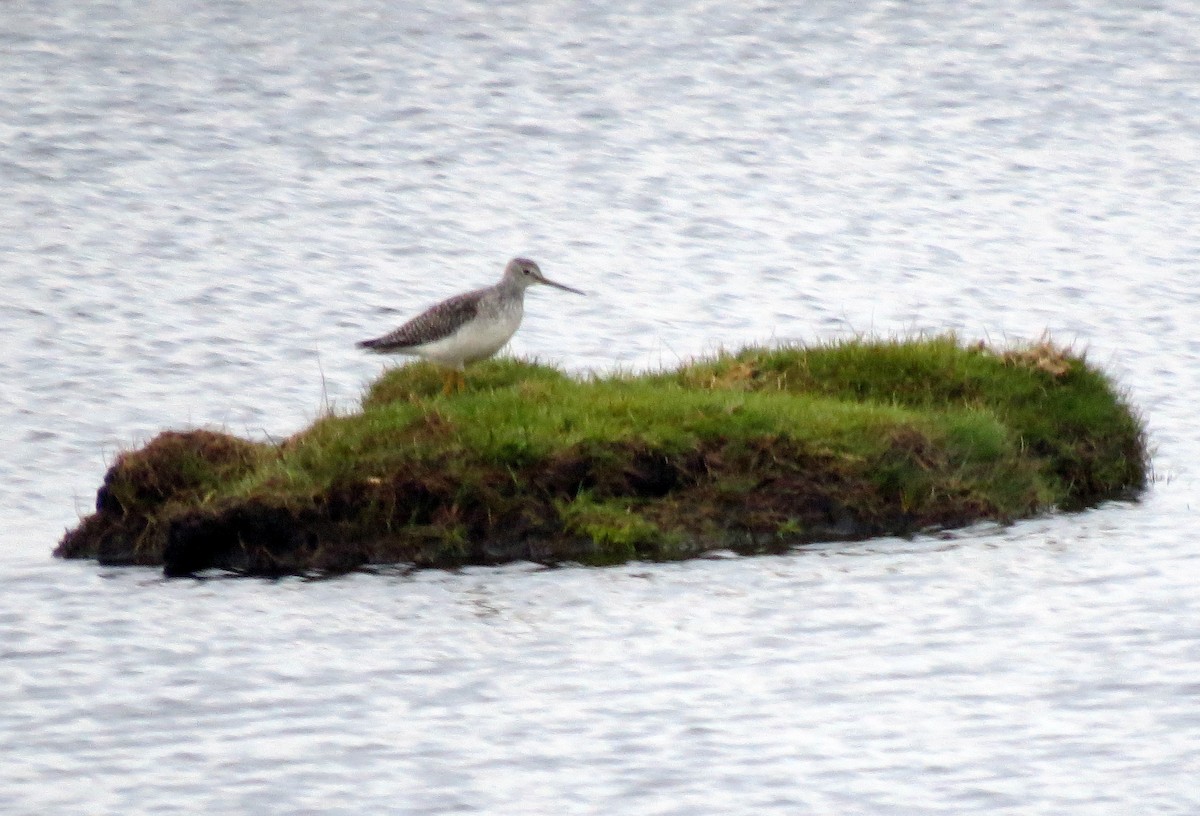 Greater Yellowlegs - Pat McKay