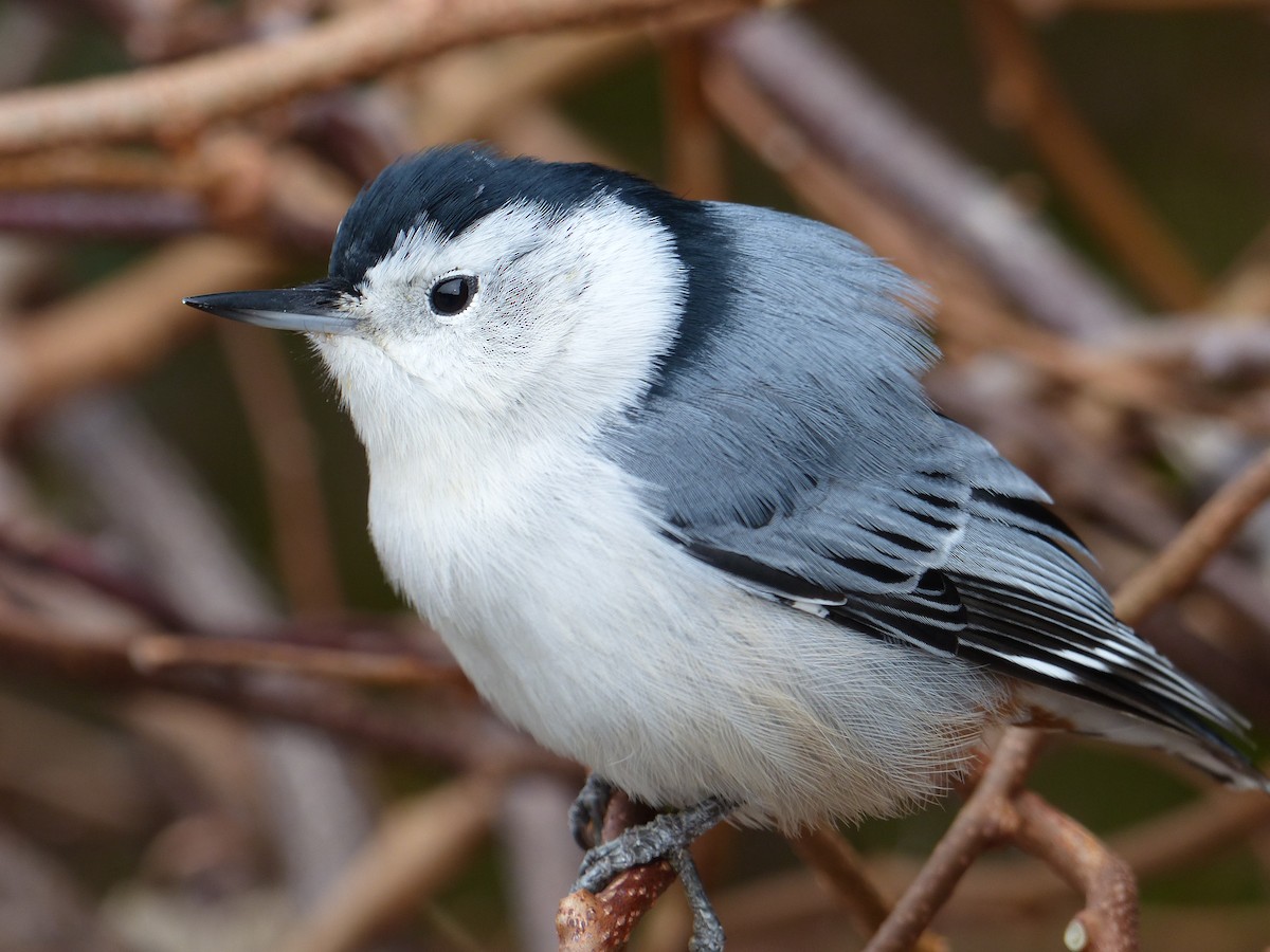 White-breasted Nuthatch - ML121007251