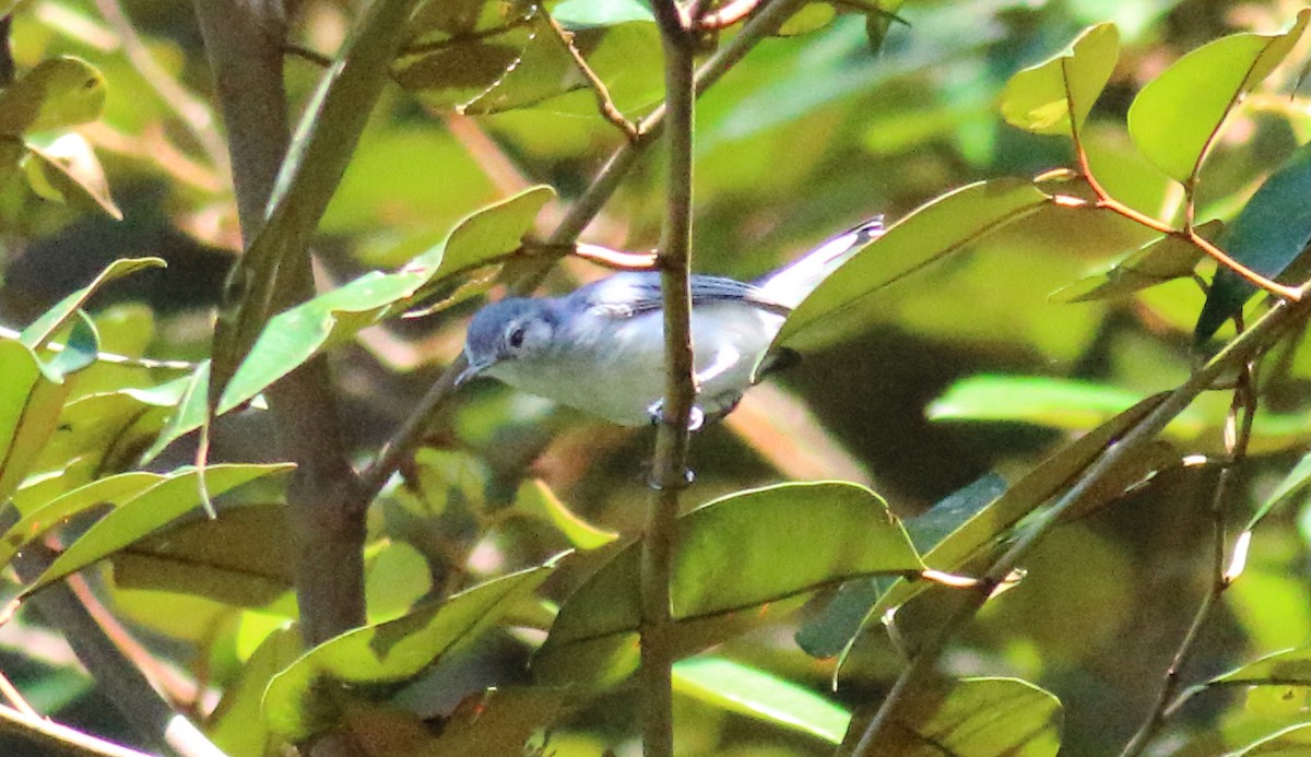 White-browed Gnatcatcher - Rick Folkening