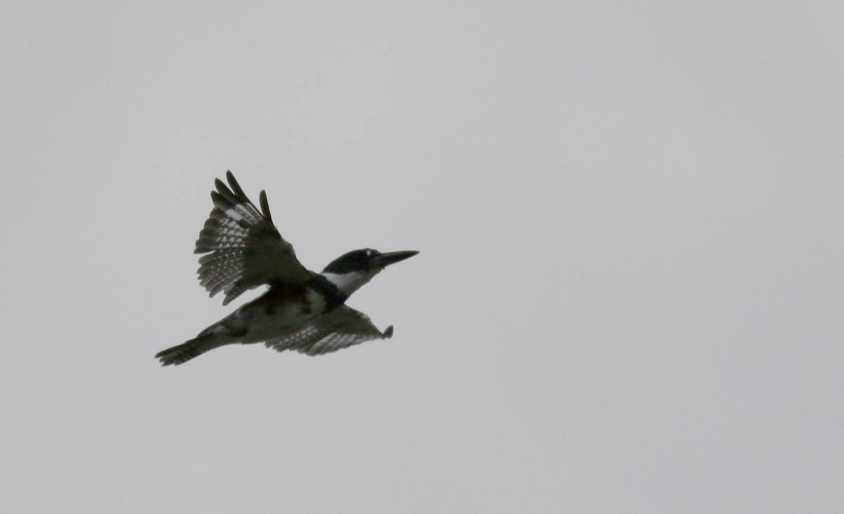 Belted Kingfisher - ML121008731