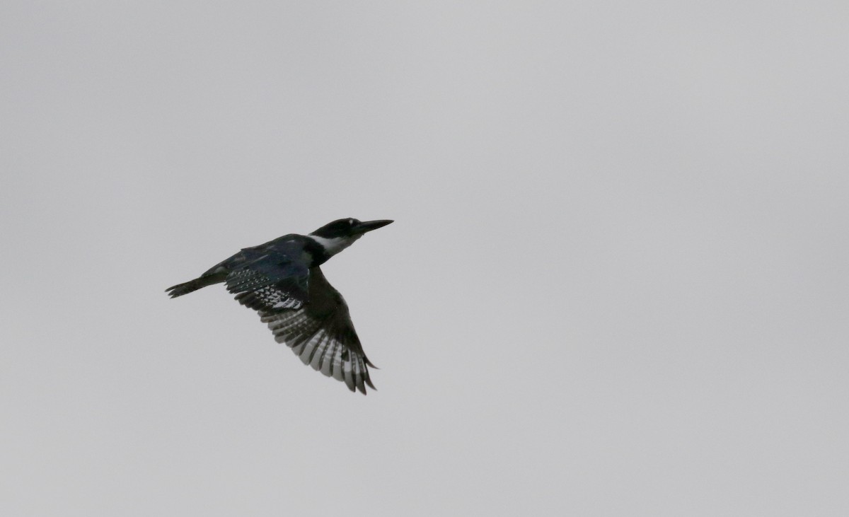 Belted Kingfisher - ML121008741