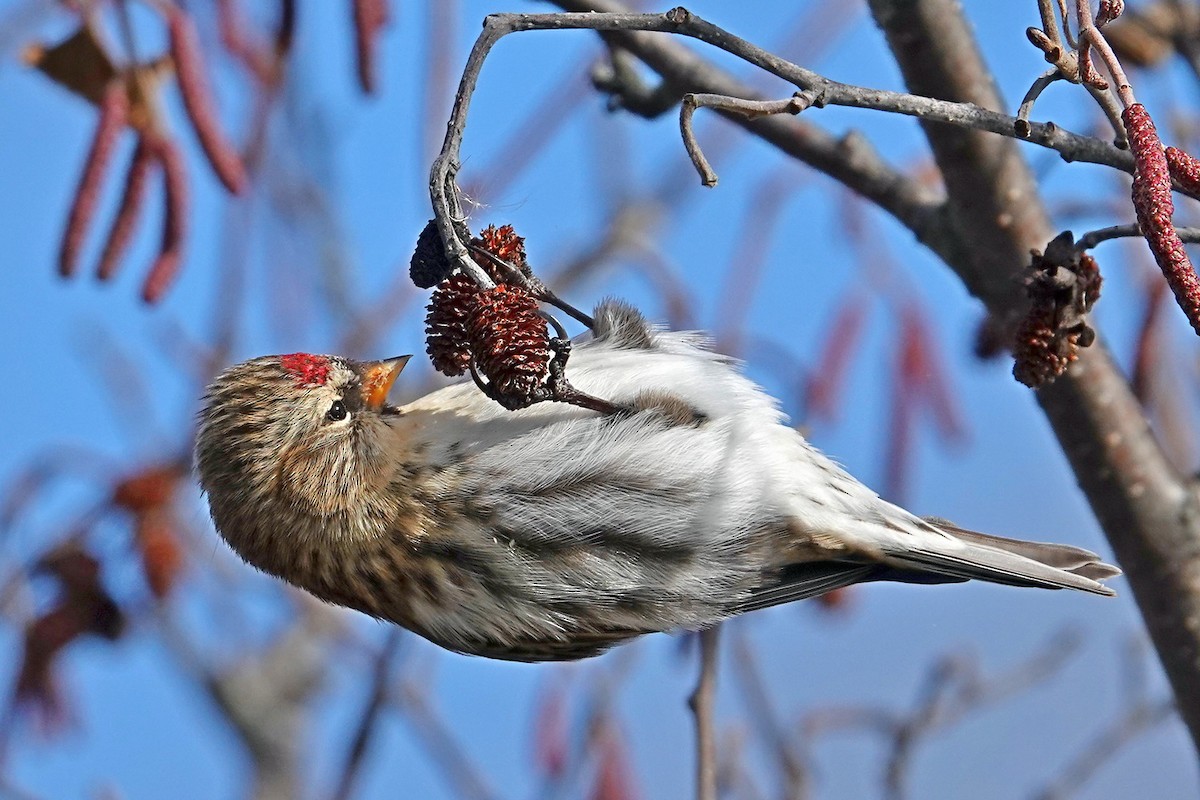 Common Redpoll - ML121008791