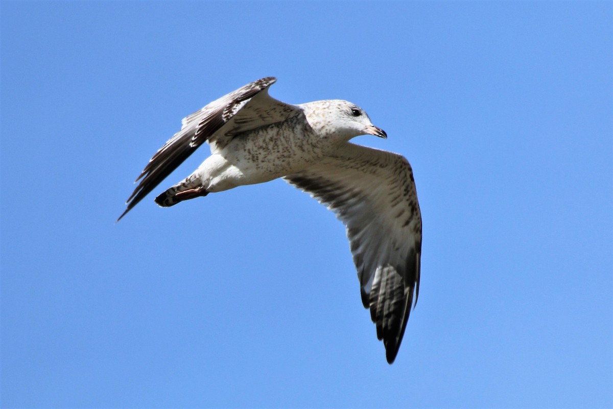 Ring-billed Gull - ML121008971