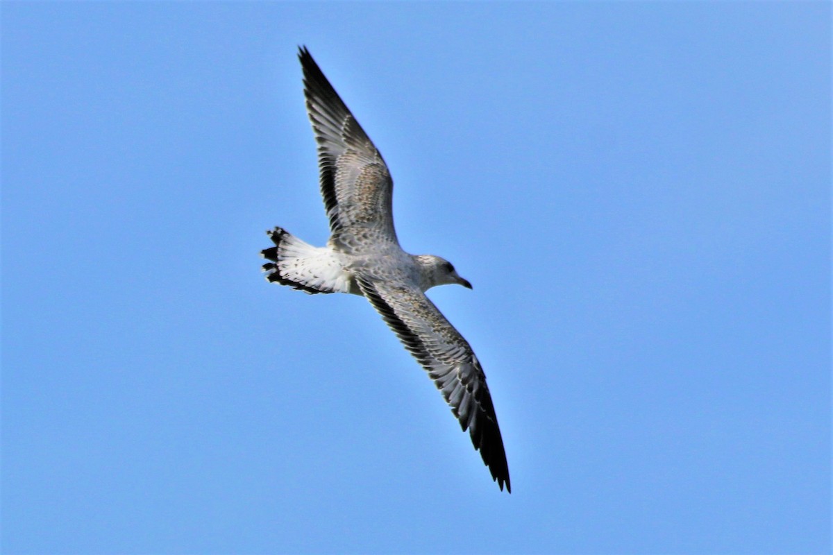 Ring-billed Gull - ML121009121