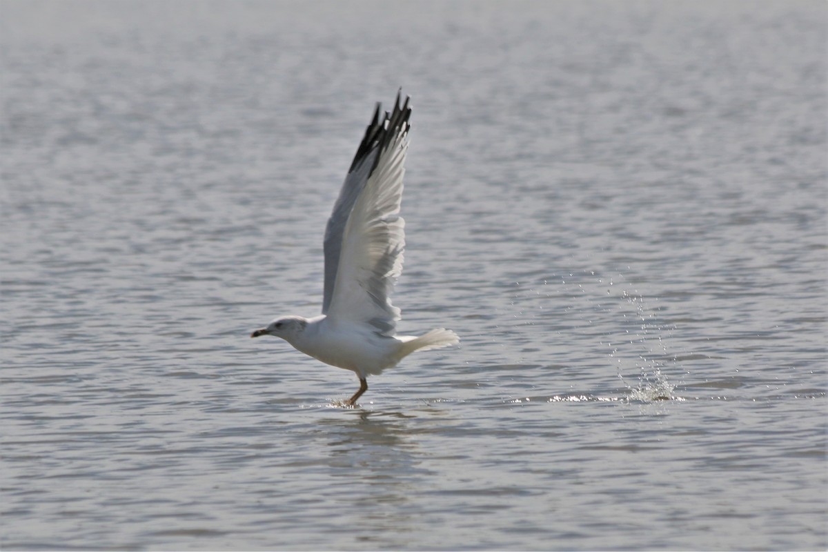 Ring-billed Gull - ML121009401