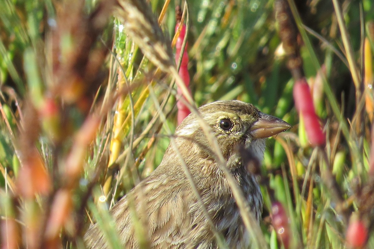 Savannah Sparrow - Kris Ohlenkamp