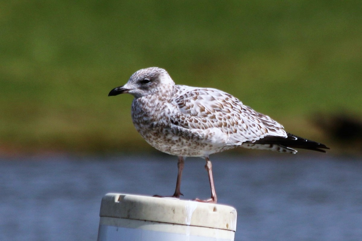 Ring-billed Gull - ML121009611