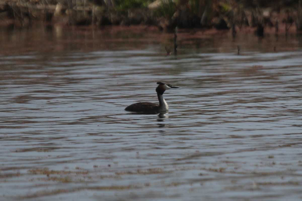 Great Crested Grebe - ML121009821