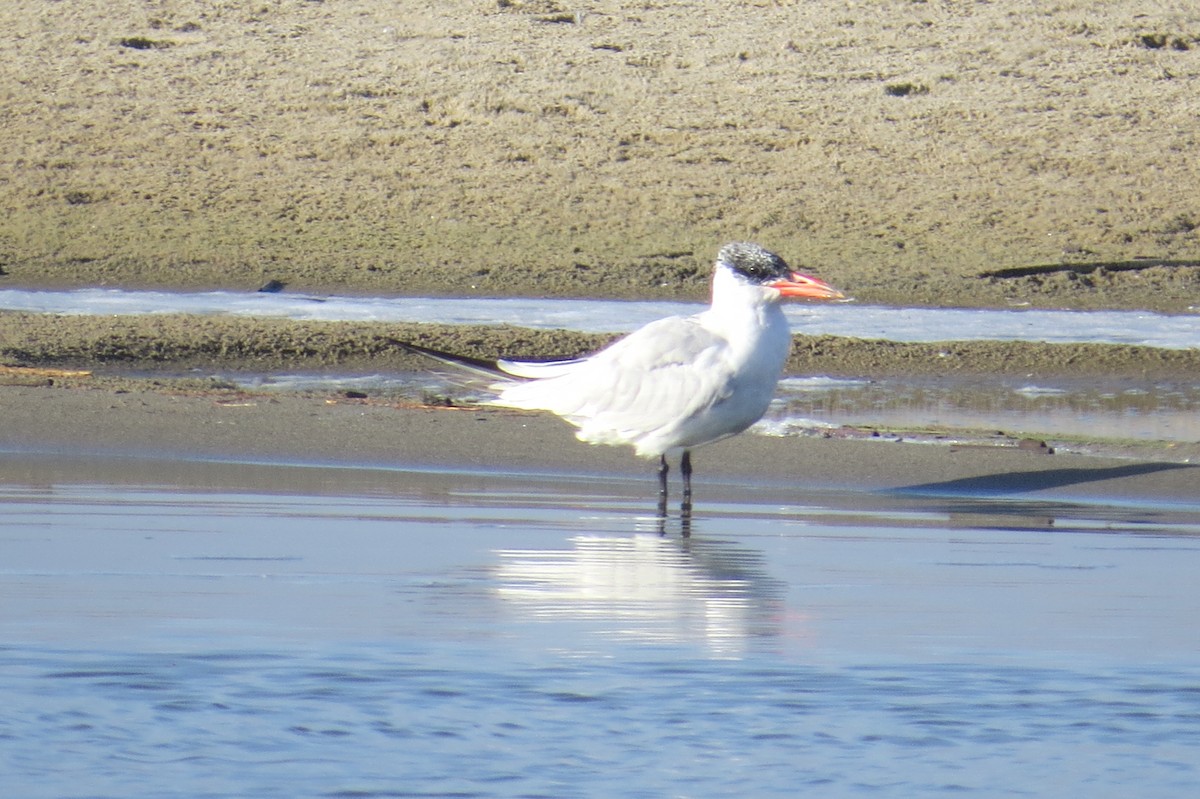 Caspian Tern - ML121009901