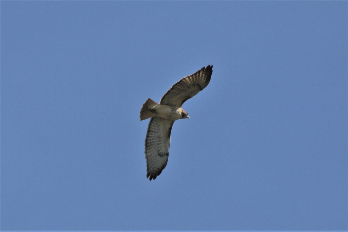 Red-tailed Hawk - ML121010011