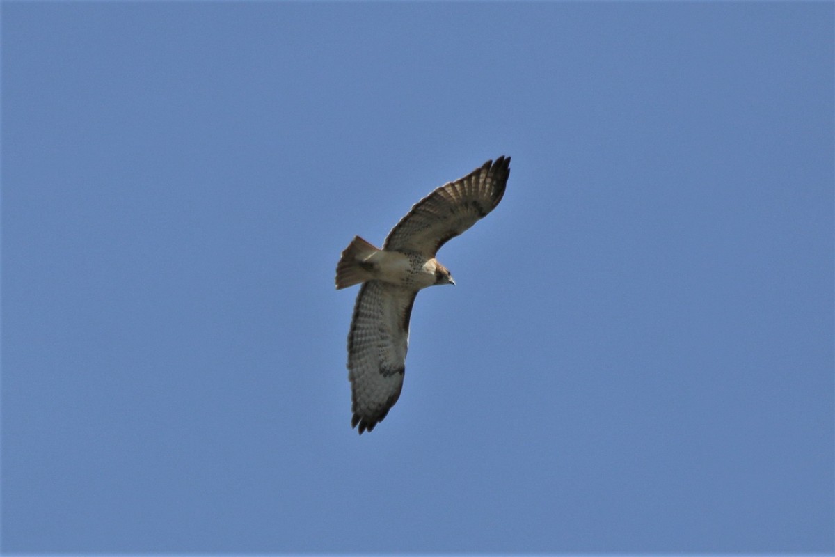 Rotschwanzbussard - ML121010011