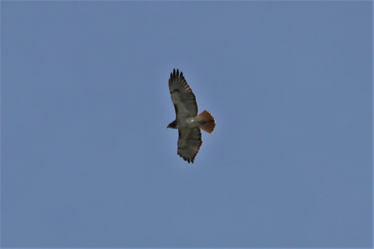Red-tailed Hawk - ML121010081