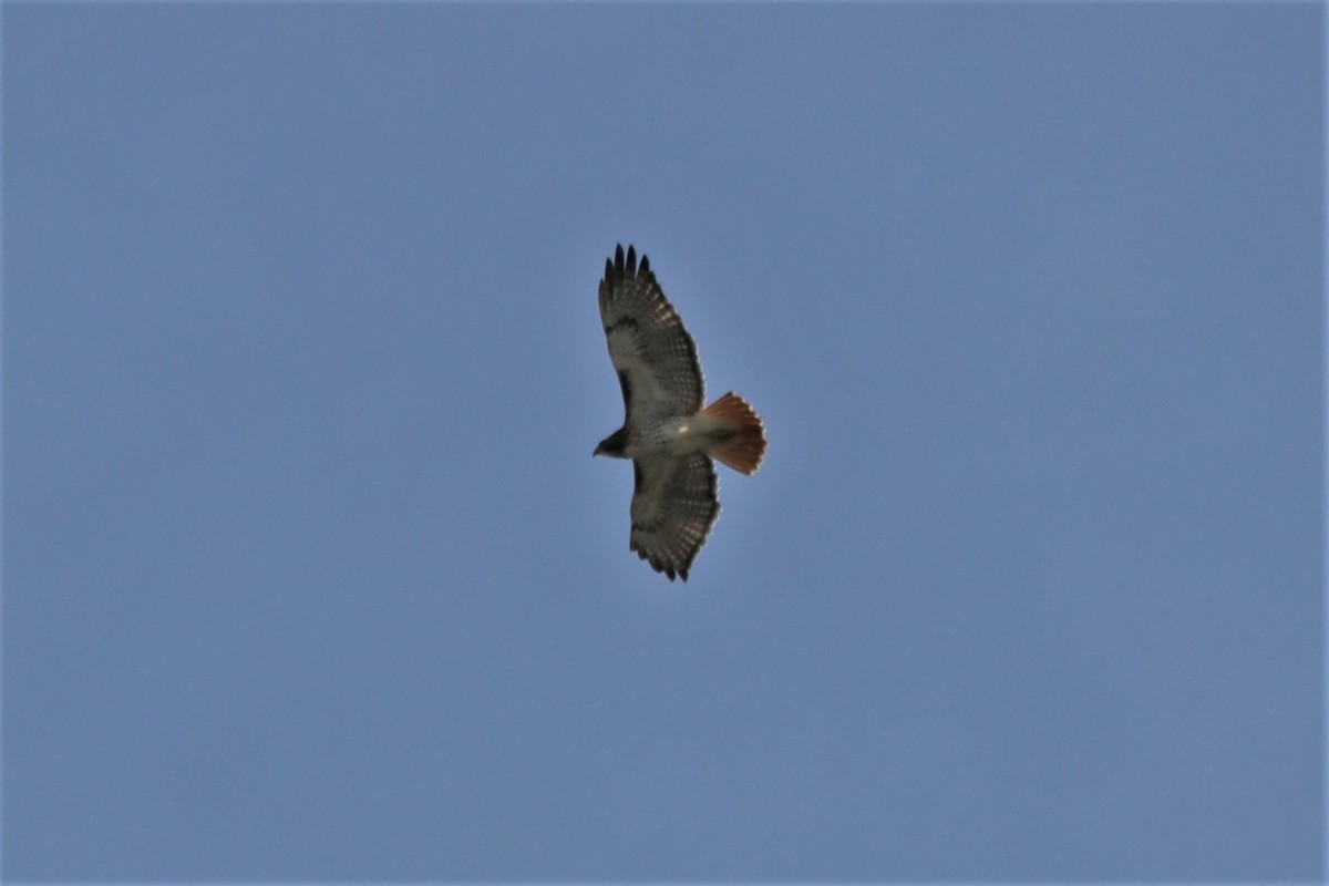 Rotschwanzbussard - ML121010081