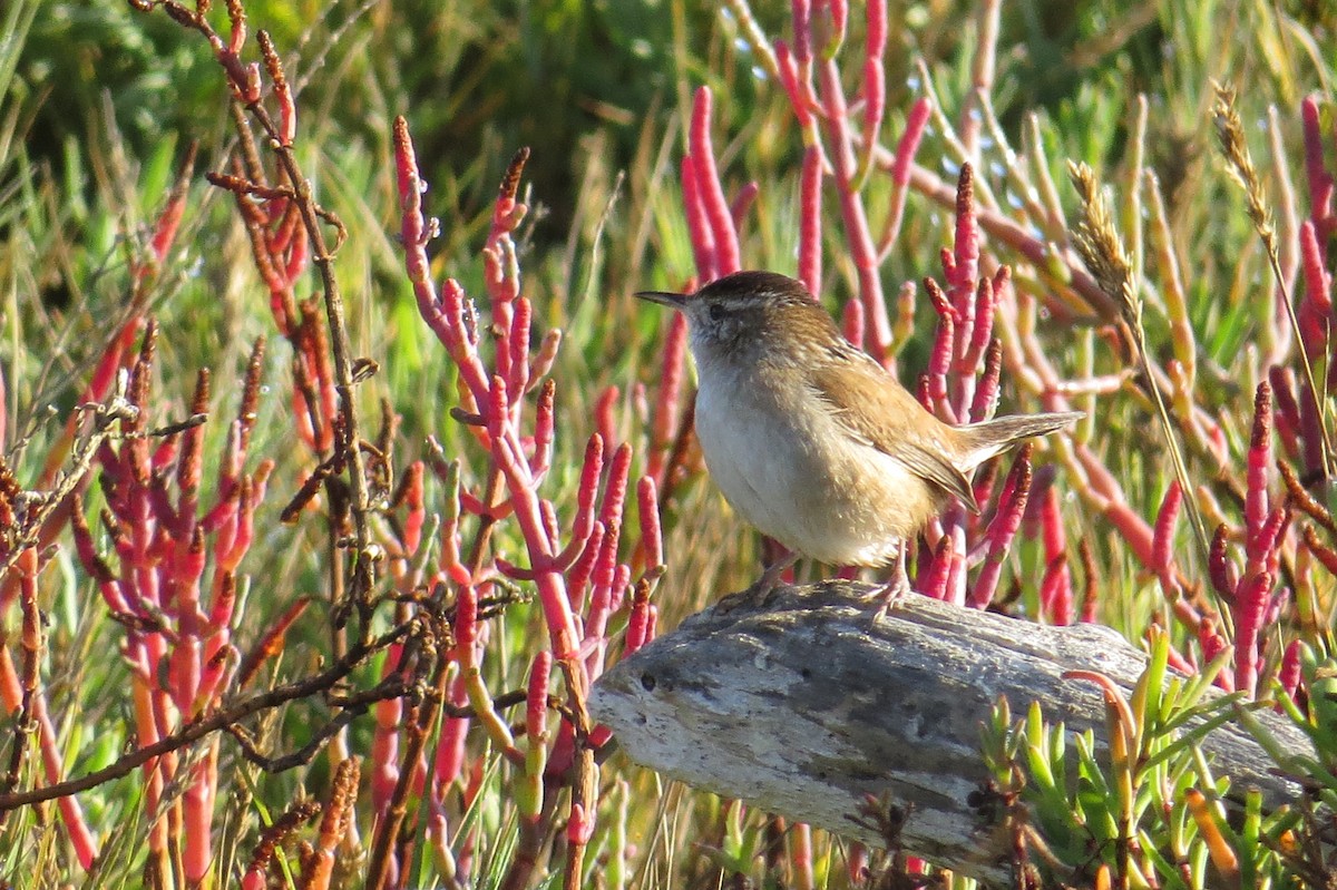 Marsh Wren - Kris Ohlenkamp