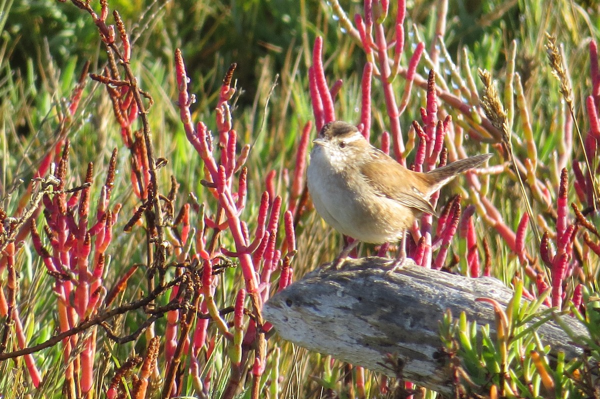 Marsh Wren - Kris Ohlenkamp