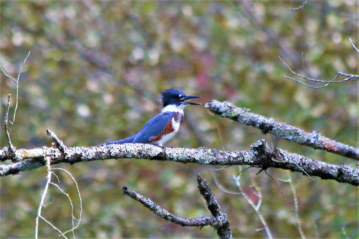 Belted Kingfisher - ML121010341
