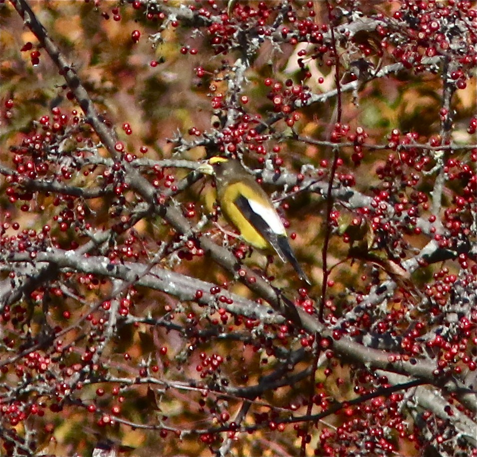 Evening Grosbeak - ML121010421