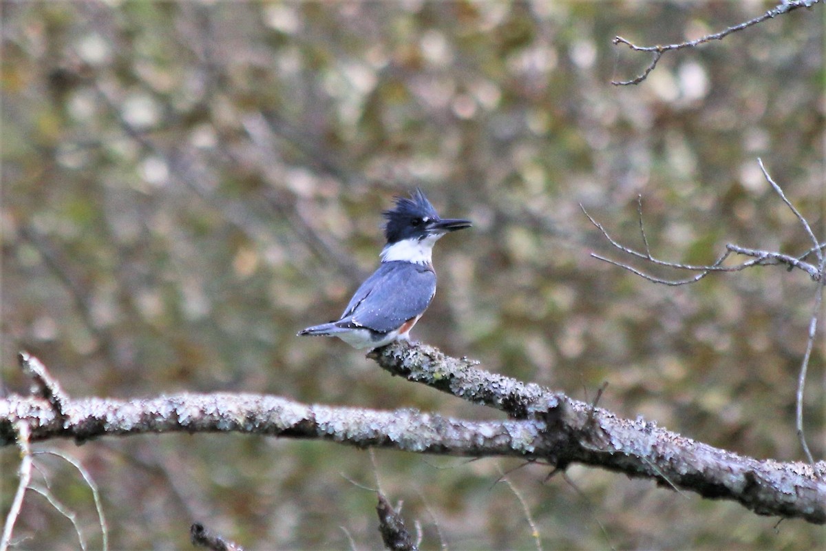 Belted Kingfisher - ML121010551