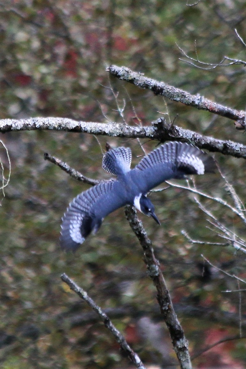 Belted Kingfisher - ML121010681