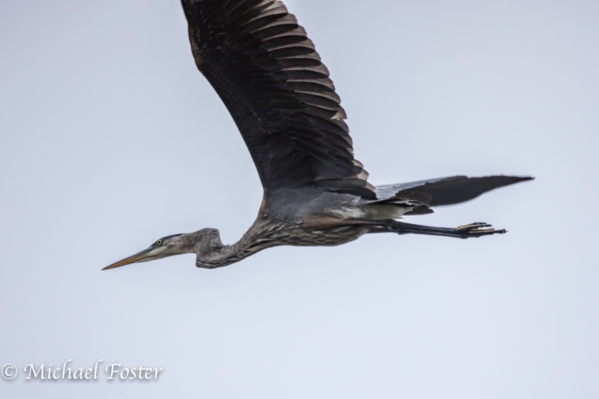 Great Blue Heron - Michael Foster