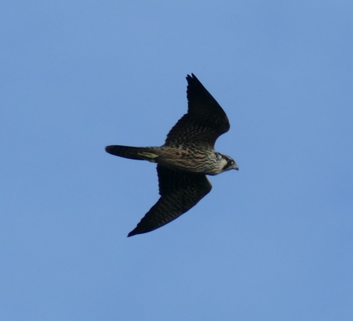 Peregrine Falcon (Tundra) - ML121010871