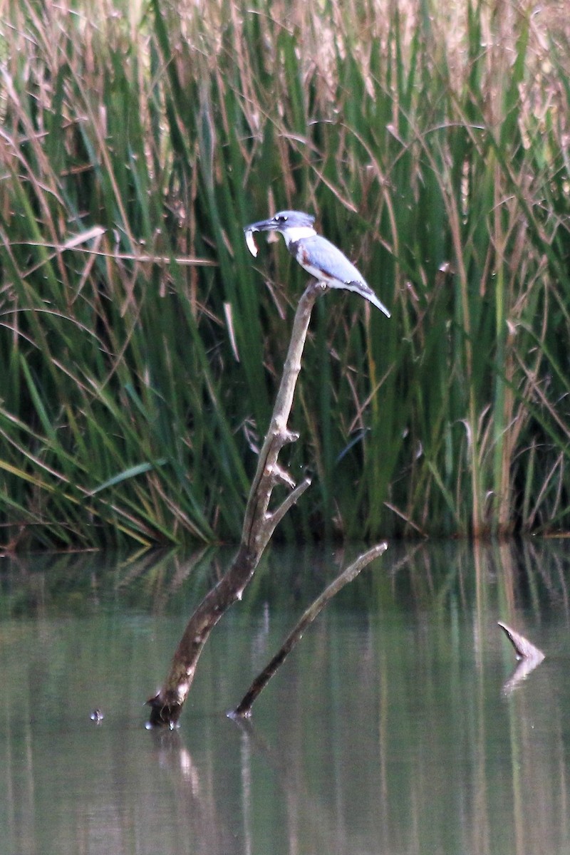 Belted Kingfisher - ML121010981