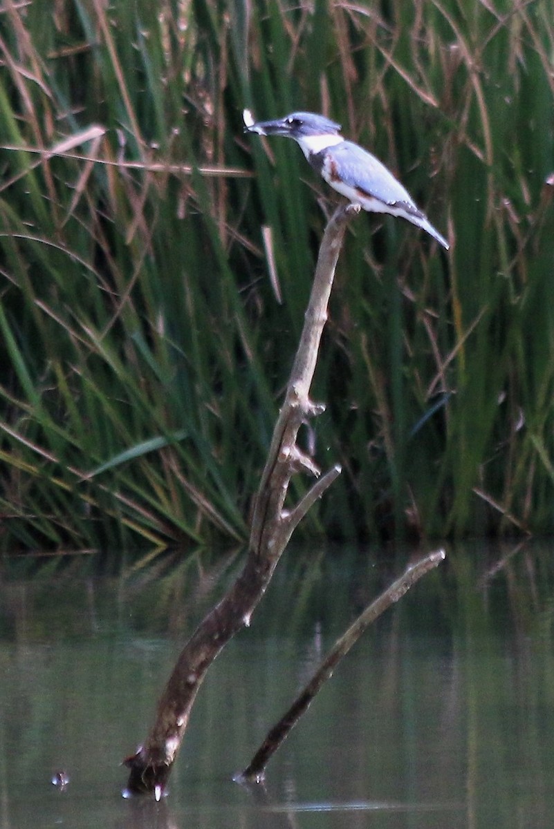 Belted Kingfisher - ML121011201