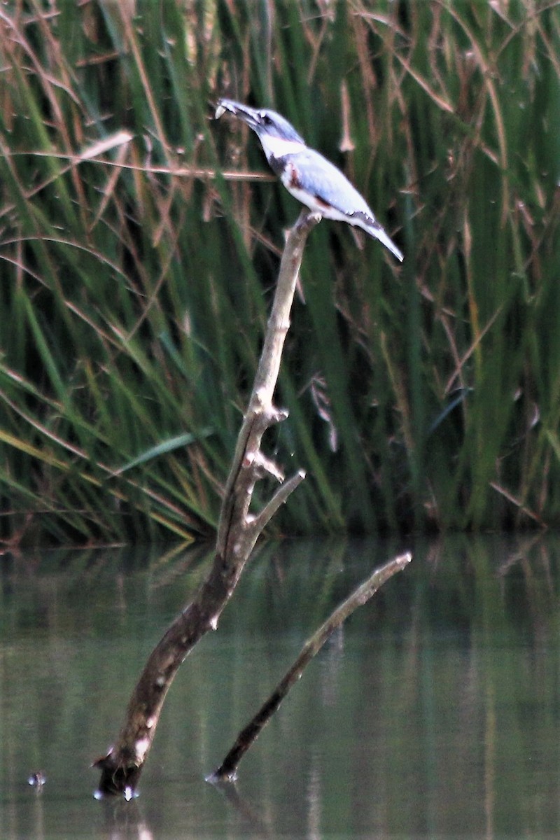 Belted Kingfisher - ML121011421