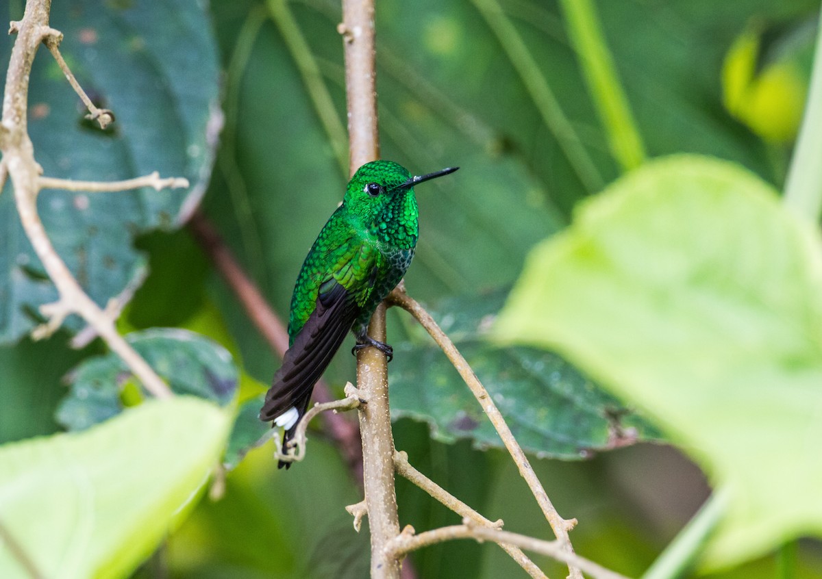 Rufous-vented Whitetip - ML121011581