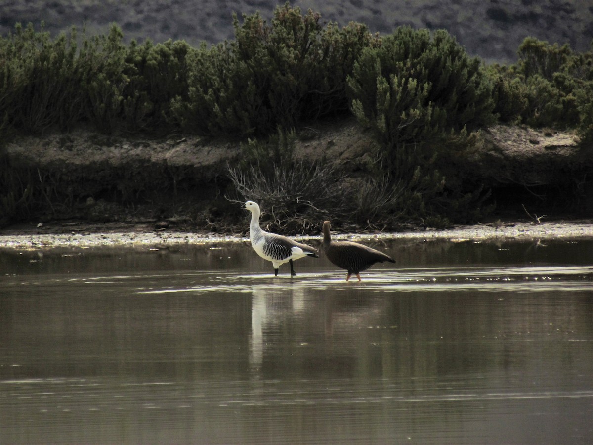 Upland Goose - ML121014191